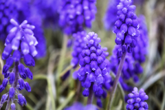 Grape Hyacinth