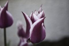 Tulip