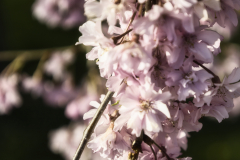 Cherry Blossoms