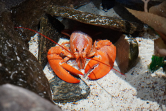Lobster