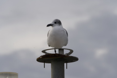 Hilton Head Seagull