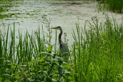 Crane