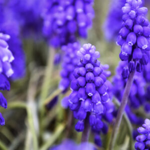 Grape Hyacinths