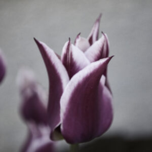 Tulip Closeup