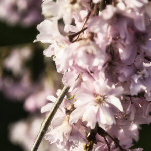 Flowering Cherry Branch