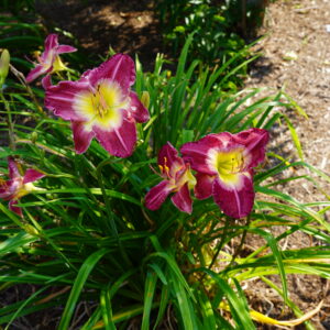 Magenta and Yellow Daylilly