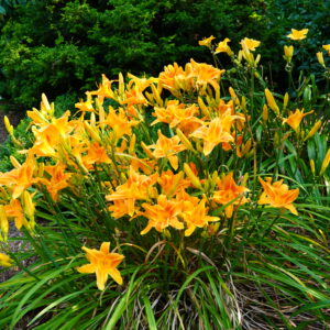 Orange Daylillies