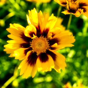 SunKiss Tickseed