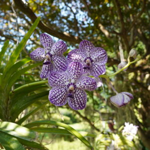 Pda. Omar Padron Orchid