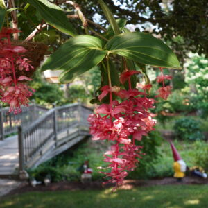 Showy Medinilla and Bridge
