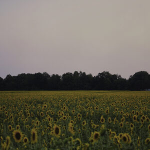 Sunflowers in Girard
